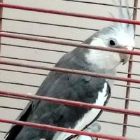 Pappagalli caloppisiti