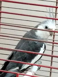 Pappagalli caloppisiti