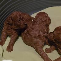 Barboncino toy red con pedigree enci