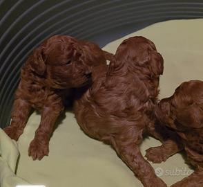 Barboncino toy red con pedigree enci