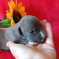 Amstaff blu cuccioli American Staffordshire Terrie