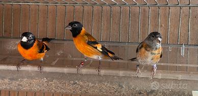 Cardinalini del Venezuela
