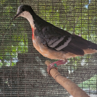 Tortore luzon ( pugnalate rosse )