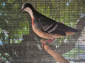 Tortore luzon ( pugnalate rosse )