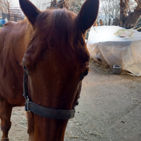 Cavalla appaloosa 13 anni