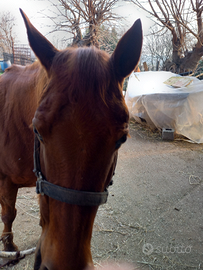 Cavalla appaloosa 13 anni