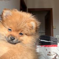 Vendita di cuccioli di Volpino di Pomerania
