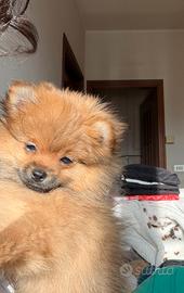 Vendita di cuccioli di Volpino di Pomerania
