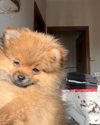 Vendita di cuccioli di Volpino di Pomerania