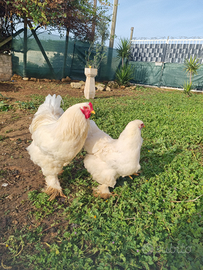 Coppia brahma total white