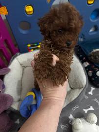 Cucciolata Barboncino Toy