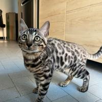 Gatto bengala