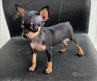 Chiwawa