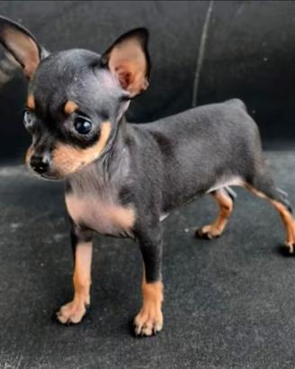 Chiwawa
