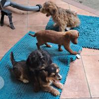 Cuccioli di cane piccola taglia