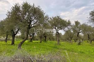 Terreno - Uliveto - Sorso