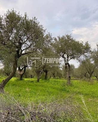 Terreno - Uliveto - Sorso