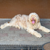 Cane da tartufo