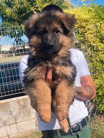 Cuccioli pastore Tedesco znb