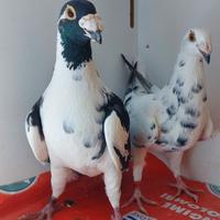 Viaggiatori italiani