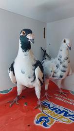 Viaggiatori italiani