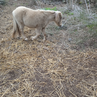 Pony