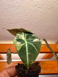 Alocasia Black Velvet Pink Variegata