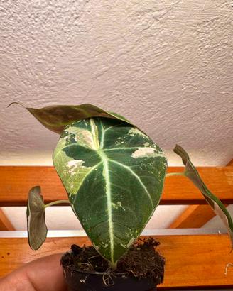 Alocasia Black Velvet Pink Variegata
