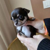 Chihuahua femminuccia