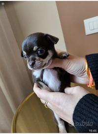 Chihuahua femminuccia