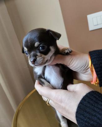 Chihuahua femminuccia