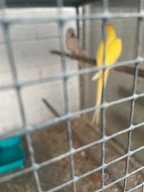 Parrocchetti dal collare