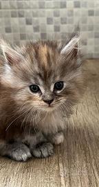 Maine Coon