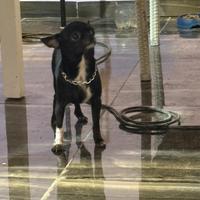 Gio chihuahua mini toy