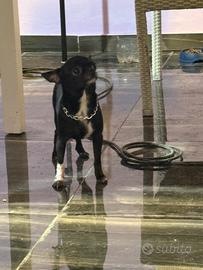 Gio chihuahua mini toy