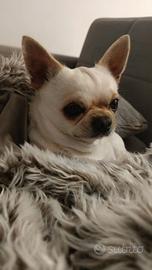 Chihuahua per accoppiamento (testa di mela)