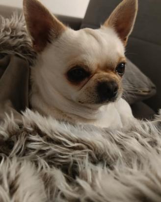 Chihuahua per accoppiamento (testa di mela)
