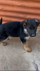 Cuccioli di pastore tedesco