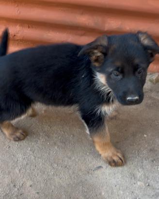 Cuccioli di pastore tedesco