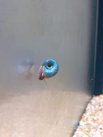 Lumache planorbaeius blu