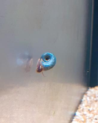 Lumache planorbaeius blu