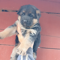 Cuccioli pastore tedesco