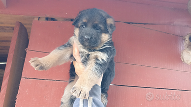 Cuccioli pastore tedesco