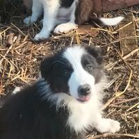 Cuccioli di Border collie