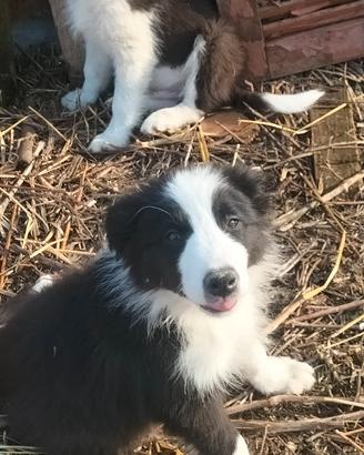 Cuccioli di Border collie