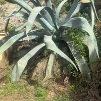 Agave americana