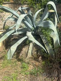 Agave americana