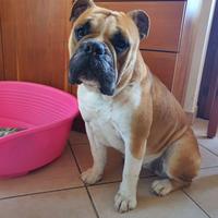 Bulldog inglese
