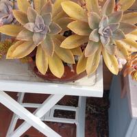 composizione succulente