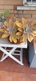 composizione succulente